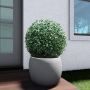 Boxwood Ball