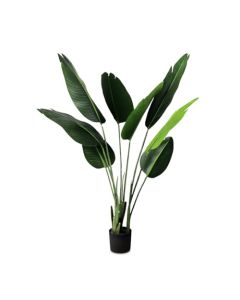 Bynbbur Bird of Paradise Tree - Customizable with Item package quantity and Size